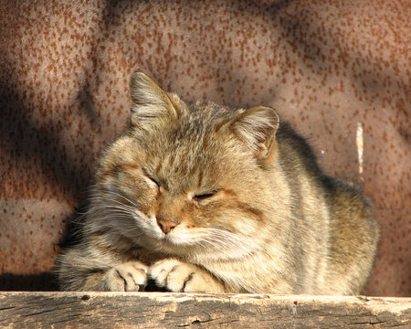 休息的猫咪