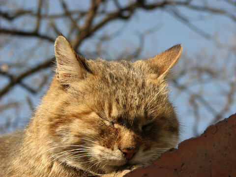 正在墙头休息的猫咪特写