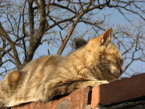 墙头休息的猫咪