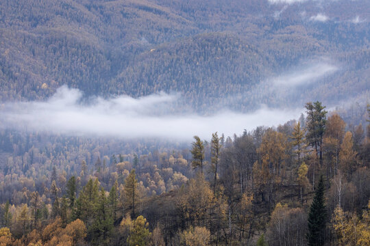 新疆喀纳斯秋色云雾缭绕树林