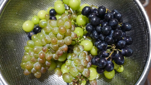 多种葡萄