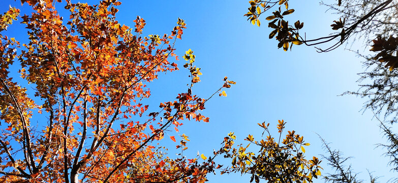 云南的秋季与深蓝的天空