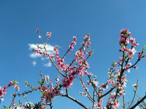 桃花