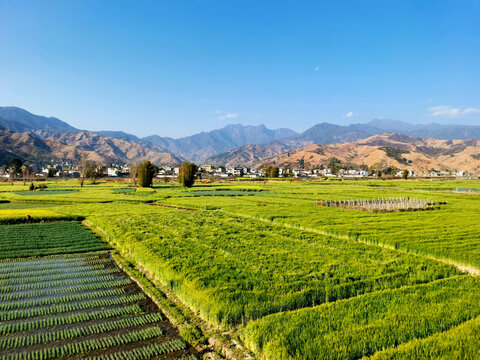 田野