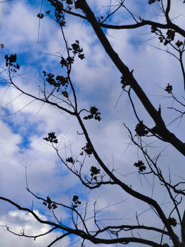 蓝天白云和枝条