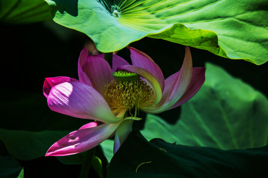 荷花特写