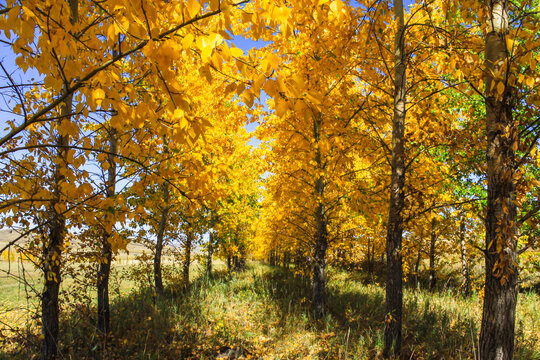 秋季金色杨树林