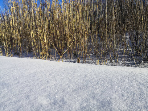 雪地芦苇