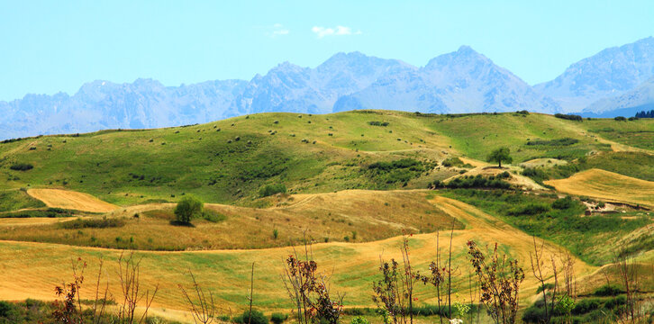 山川麦田