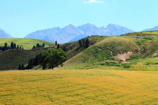 东山麦田