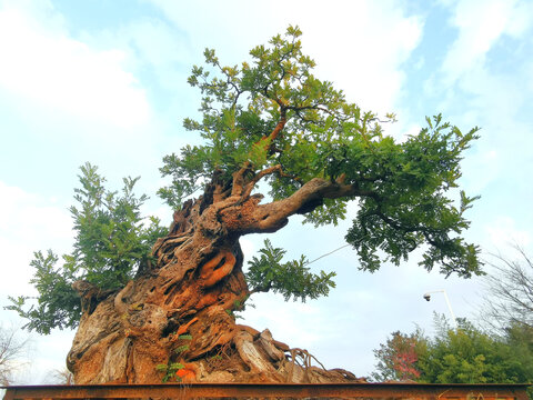 清香木盆景
