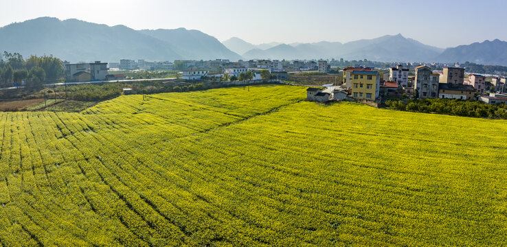 广西蒙山县蔬菜基地菜花盛开