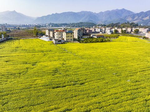 广西蒙山县蔬菜基地菜花盛开