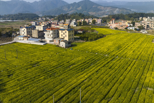 广西蒙山县蔬菜基地菜花盛开