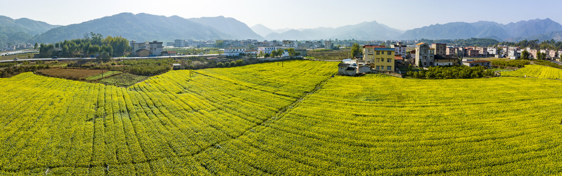 广西蒙山县蔬菜基地菜花盛开