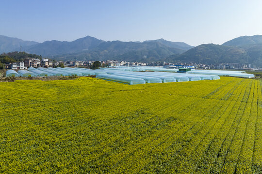 广西蒙山县蔬菜基地菜花盛开