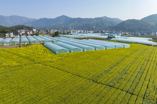 广西蒙山县蔬菜基地菜花盛开