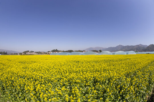 广西蒙山县蔬菜基地菜花盛开