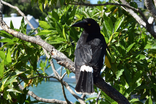 澳大利亚汉密尔顿岛乌鸦