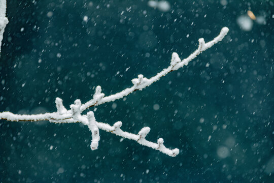 雪景