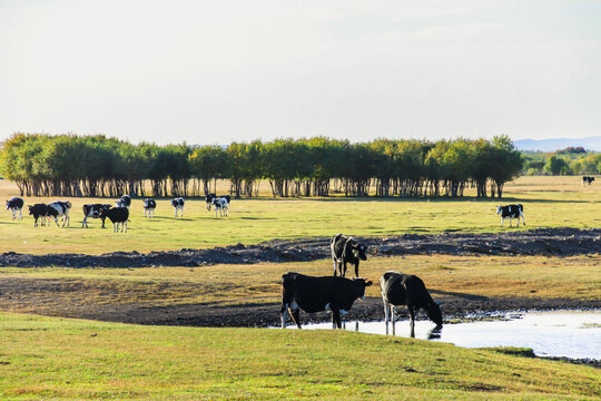 草原牛群喝水