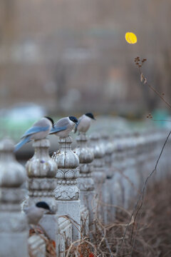 清晨河边护栏柱上的喜鹊