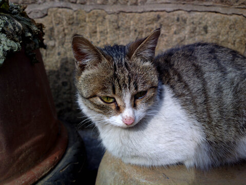 家猫