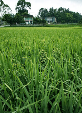 田园风光