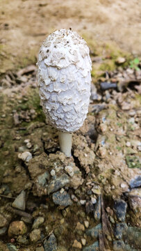 野生菌菇