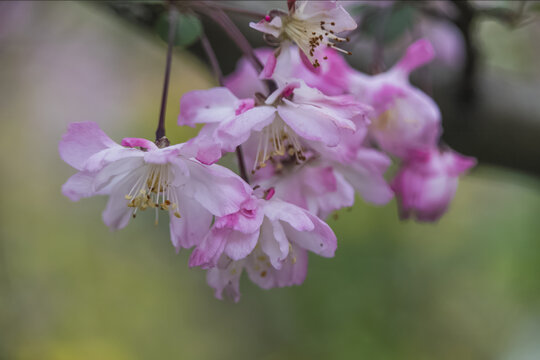 樱花特写