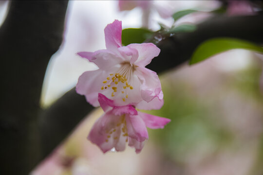 樱花特写