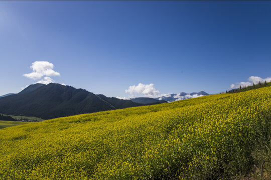 山区油菜花