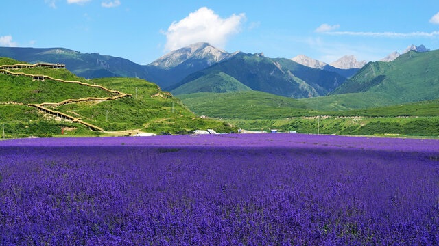 美丽的紫色卓尔山