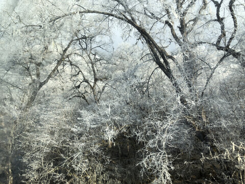 雪松枯木冬日森林