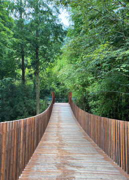 熊猫谷桥梁木质桥森林