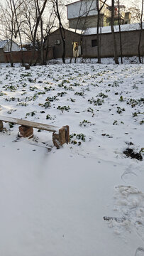 农村雪地