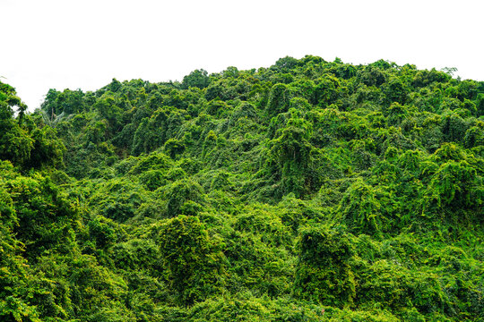 热带植物