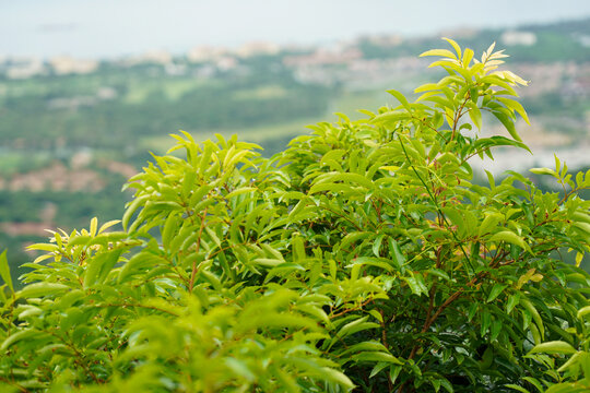 自然植物