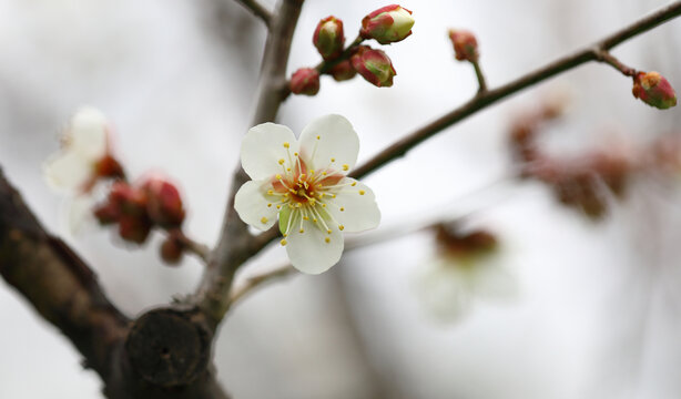 白色梅花