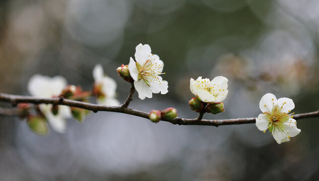 白色梅花