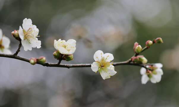 白色梅花