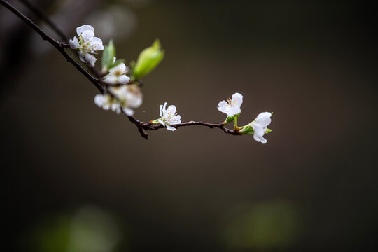 李子花