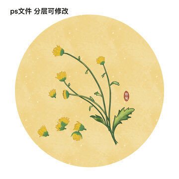 草药插画之胎菊