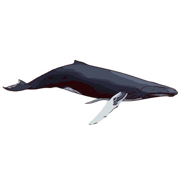 矢量源文件鲸海洋生物扁平化