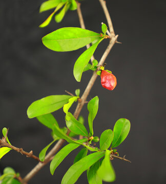 石榴花