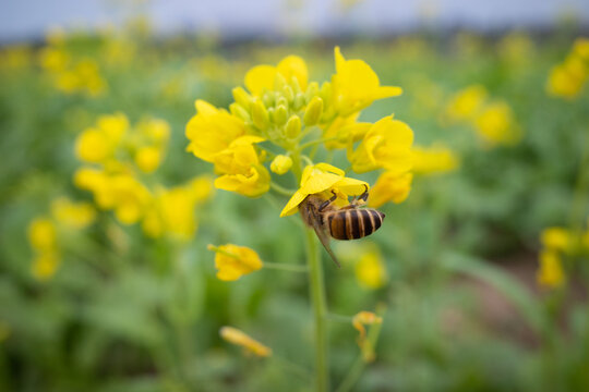 在油菜花采蜜中的蜜蜂