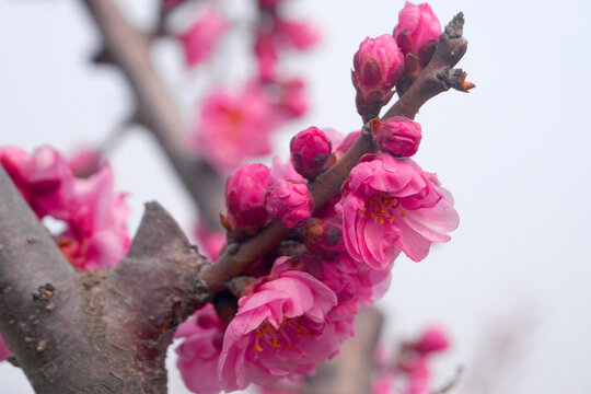 中国传统观花植物红梅