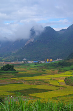 稻田山景