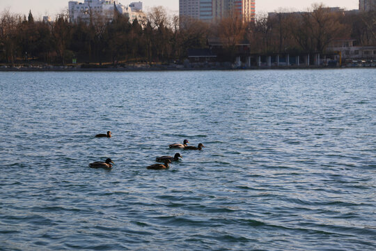 湖中的野鸭