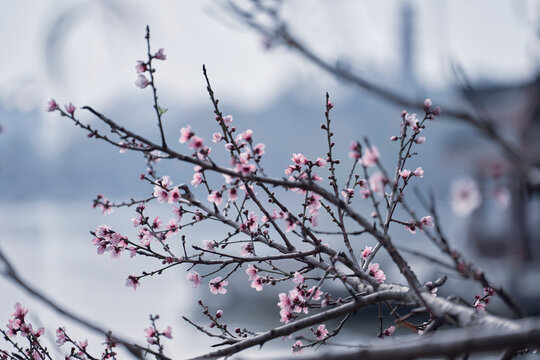 梅花树